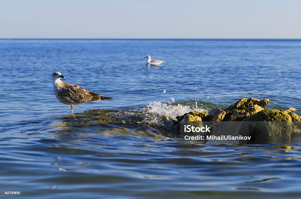 Eine Möwe stending auf gleichmäßiges Steine auf das Meer - Lizenzfrei Blau Stock-Foto