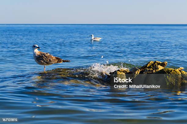 Seagull Stending 1 で安定した石を用いた海 - Horizonのストックフォトや画像を多数ご用意 - Horizon, カモメ科, ニャーニャー鳴く