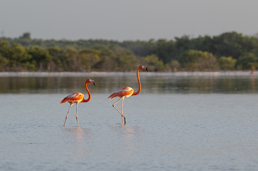 Two beautiful flamingoes in the pond. Ria Lagartos National Park, Yukatan, Mexico