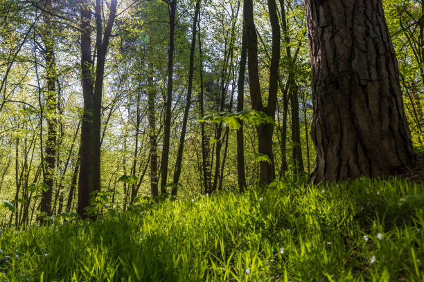 istock young foliage on deciduous trees in the forest in the spring season 1671324822
