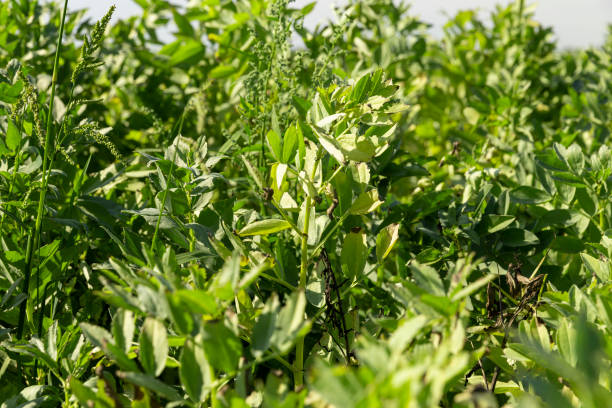 istock a field with green bean sprouts in the summer 1671326070