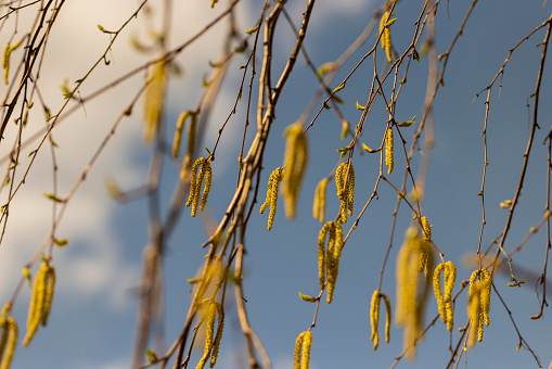a birch tree without foliage in the spring season, a beautiful birch during spring flowering