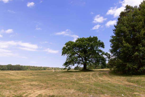 istock old tall oak with green foliage during drought 1671326479