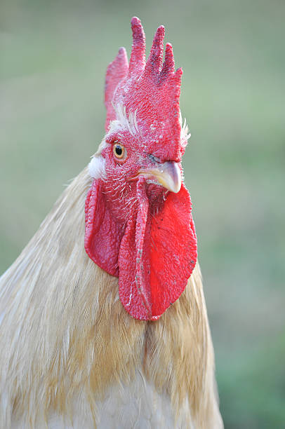 rooster – zdjęcie