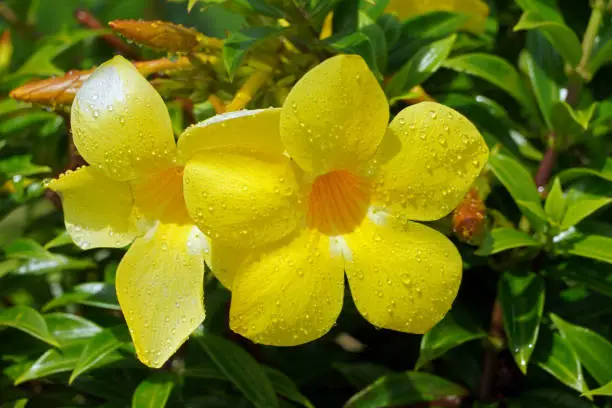 Maupiti island flowers