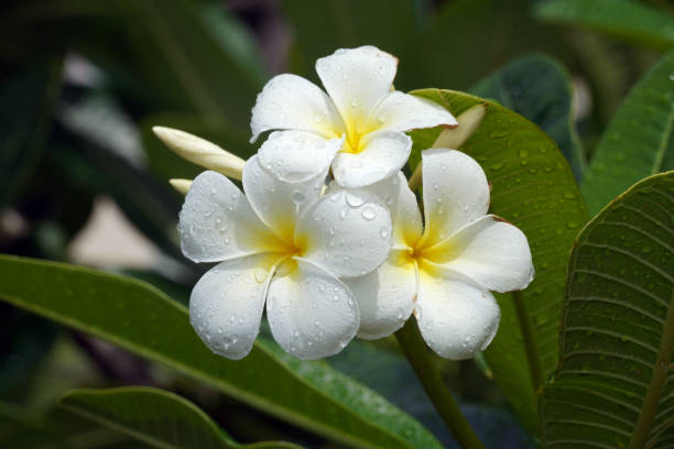 istock Maupiti island flowers 1671398643