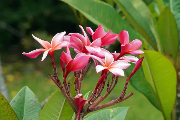 Maupiti island flowers