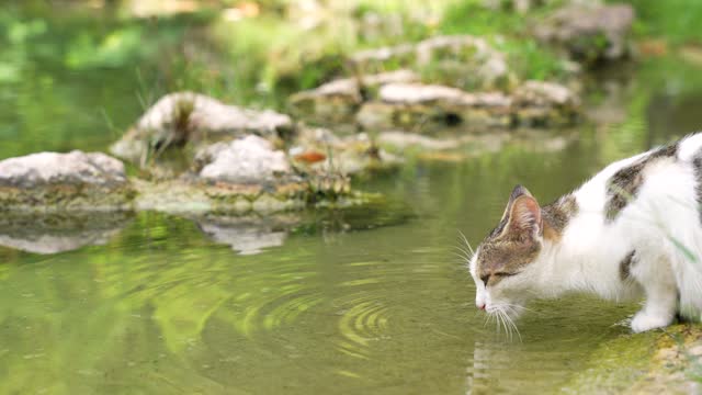 a cat drinking water from the edge of the lake