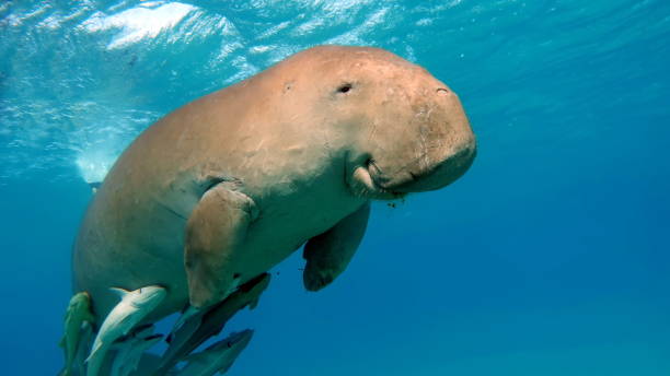 istock Dugong (dugong dugon) or seacow in the Red Sea. 1671404792