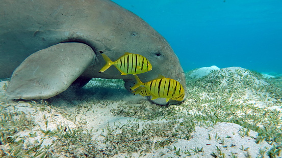 The dugong is a medium-sized marine mammal. It is one of four living species of the order Sirenia, which also includes three species of manatees. It is the only living representative of the once-diverse family Dugongidae; its closest modern relative, Steller's sea cow (Hydrodamalis gigas), was hunted to extinction in the 18th century. The dugong is the only strictly marine herbivorous mammal, as all species of manatee use fresh water to some degree.