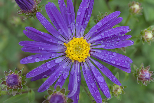 Macro of violet Aster flowerhead with vibrant dew water drops