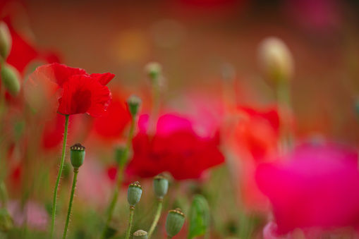 Beautiful red poppies with out of focus background in agricultural field
