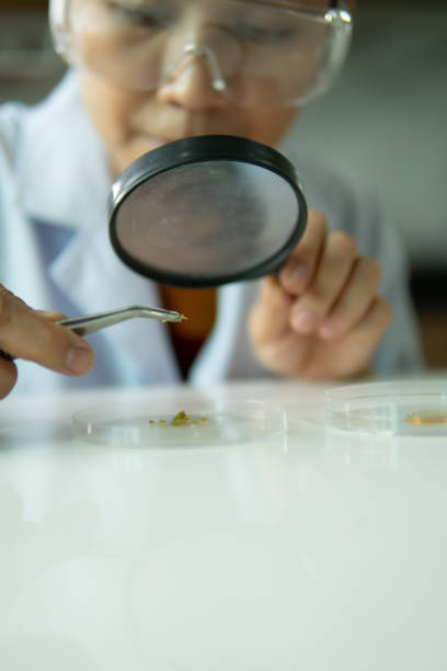 исследователи используют увеличительное стекло, чтобы посмотреть на семена в лаборатории - nature scientist petri dish science стоковые фото и изображения