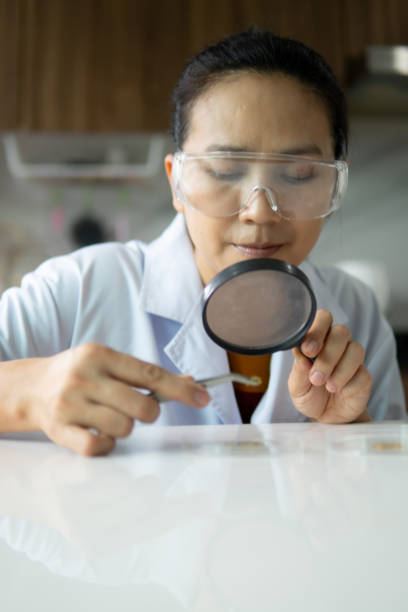 naukowcy używają szkła powiększającego, aby spojrzeć na nasiona w laboratorium - nature scientist petri dish science zdjęcia i obrazy z banku zdjęć