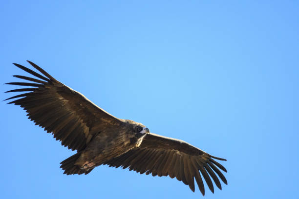 cinereous vulture cinereous vulture is flying
The cinereous vulture (Aegypius monachus) is a large raptor in the family Accipitridae and distributed through much of temperate Eurasia. It is also known as the black vulture, monk vulture and Eurasian black vulture. With a body length of 1.2 m (3 ft 11 in), 3.1 m (10 ft) across the wings and a maximum weight of 14 kg (31 lb), it is the largest Old World vulture and largest member of the Accipitridae family.
Aegypius monachus is one of the largest birds of prey and it plays a huge role in its various ecosystems by eating carcasses, and which in turn reduces the spread of diseases. The vultures are constantly exposed to many pathogens because of their eating habits. A study on the gastric and immune defense systems done in 2015, sequenced the entire genome of the cinereous genome. Comparing the vulture and the bald eagle, will allow the study to find positively selected genetic variations associated with respiration and the ability of the vulture's immune defense responses and gastric acid secretion to digest carcasses. eurasian black vulture stock pictures, royalty-free photos & images