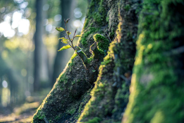istock Seedling on a mossy tree trunk in the middle of the forest 1671413233