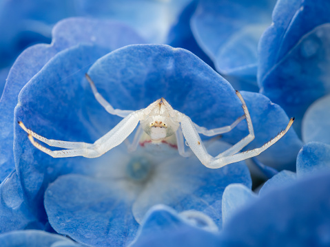 macro close up of a crab spider (Misumena vatia) on a blue hydrangea flower