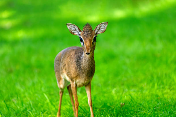 Kruger National Park