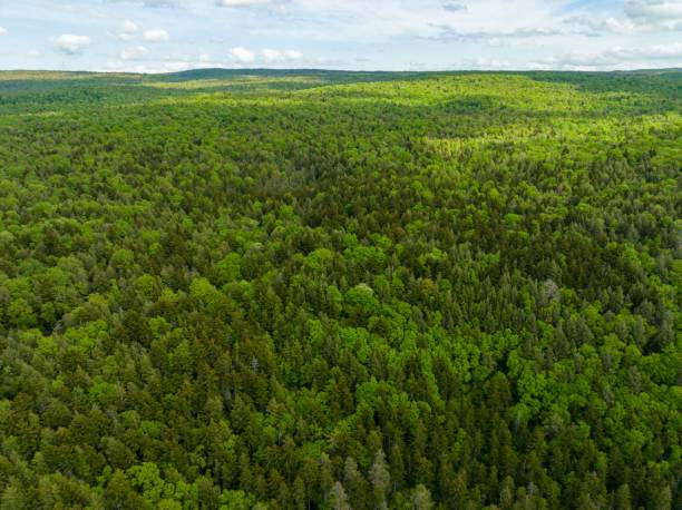 istock green forested area with a cloudy blue sky and some clouds 1671434243