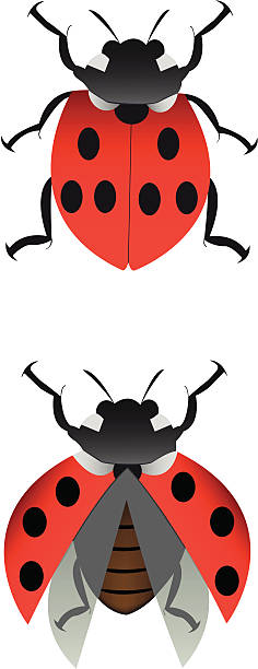 Bекторная иллюстрация ladybird