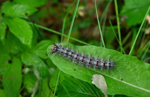 istock caterpillar crawling on the green leaf on the meadow close up 1671451187