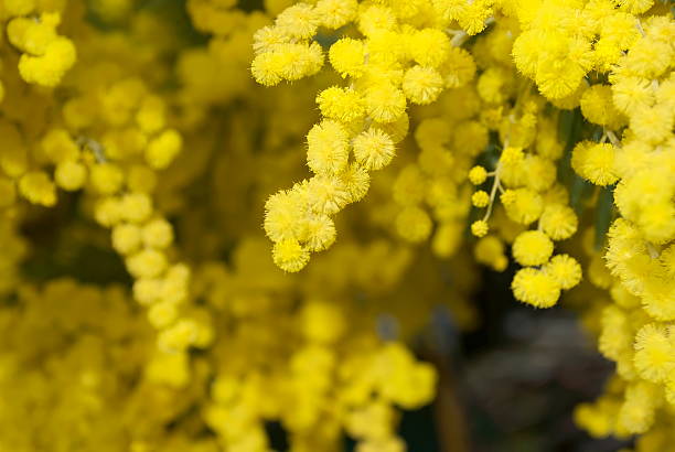 Wattle Bloom in Differential Focus A Wattle Bloom in Soft Focus. This is a Black wattle (A. mearnsii). The Acacia melanoxylon is the most widely introduced and planted Acacia species in New Zealand. It is often considered a weed, and is seen as threatening native habitats by competing with indigenous vegetation and reducing native biodiversity. acacia tree photos stock pictures, royalty-free photos & images