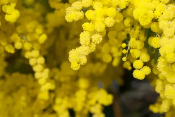 A Wattle Bloom in Soft Focus. This is a Black wattle (A. mearnsii). The Acacia melanoxylon is the most widely introduced and planted Acacia species in New Zealand. It is often considered a weed, and is seen as threatening native habitats by competing with indigenous vegetation and reducing native biodiversity.