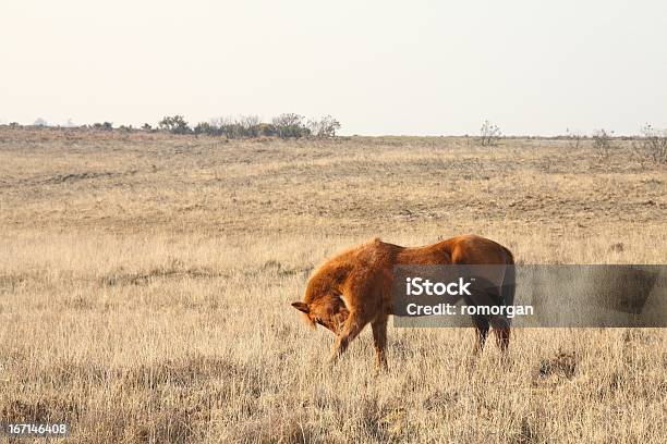 Castagna Selvatici Cavalli Brughiera Cura Del New Forest National Park - Fotografie stock e altre immagini di Ambientazione esterna