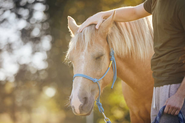 Man stroking of theraphy horse