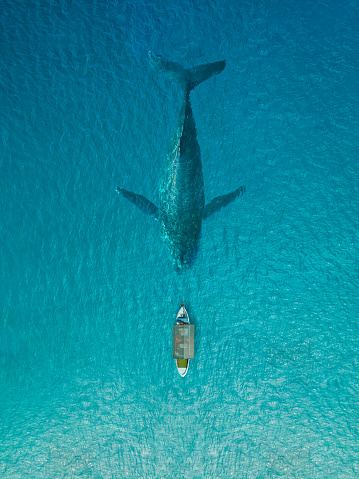 Fishing boat face to face the big whale in clear blue ocean