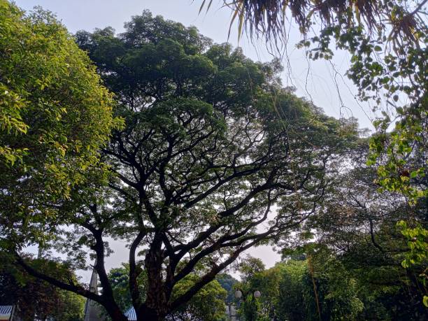 istock View of shady trees 1671498289