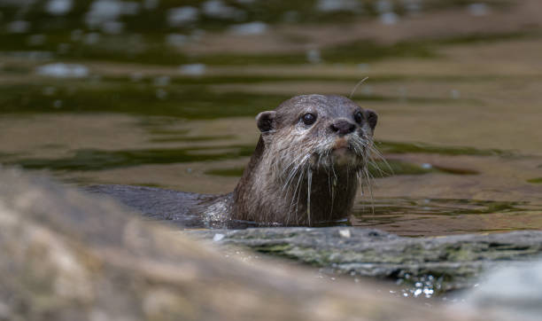 istock Asian Short Clawed Otter Peeking Over Riverbed and Looking Curiously Into the Distance 1671511099