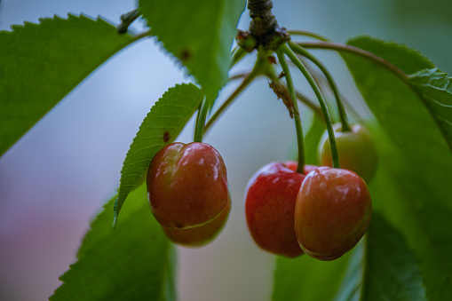Cherries close up photography, Fruits among the leaves on a branch, polish orchards, healthy polish food, close up photography , macrophotography, Poland