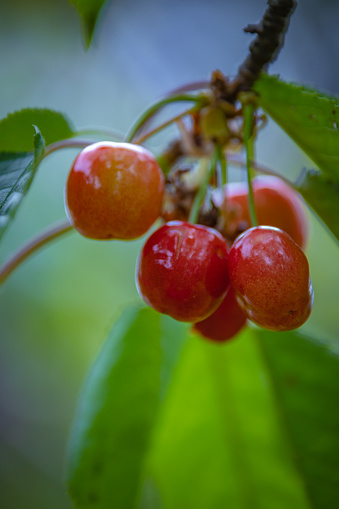 Cherries close up photography, Fruits among the leaves on a branch, polish orchards, healthy polish food, close up photography , macrophotography, Poland