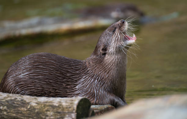istock Asian Short Clawed Otter Chewing On It's Food Next To Riverbed 1671529142