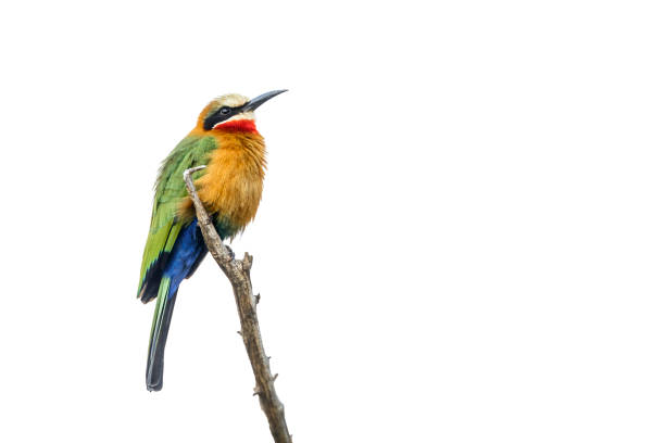 istock White fronted Bee eater in Kruger National park, South Africa 1671536683