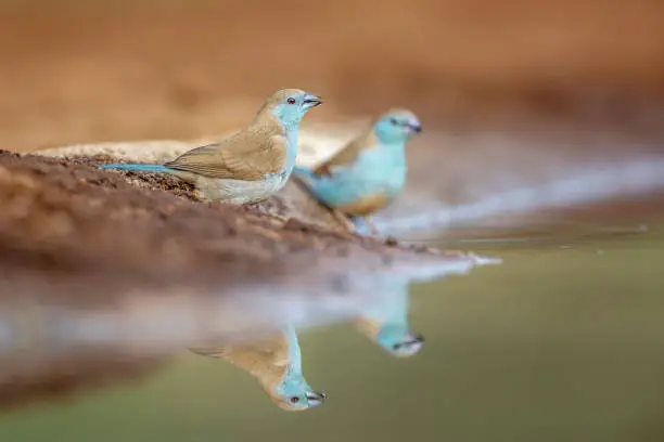 Two Blue-breasted Cordonbleu standing at waterhole in Kruger National park, South Africa ; Specie Uraeginthus angolensis family of Estrildidae