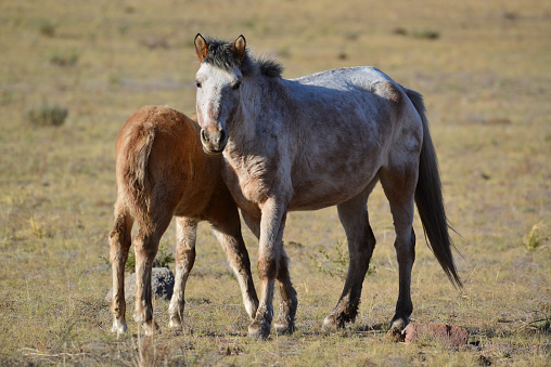 a wild horse mare and foal in spring in the Utah desert