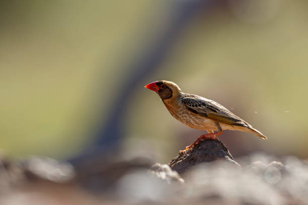 Red-billed Quelea in Kruger National park, South Africa Red-billed Quelea male standing on a rock isolated in blur background in Kruger National park, South Africa ; Specie Quelea quelea family of Ploceidae red billed quelea stock pictures, royalty-free photos & images