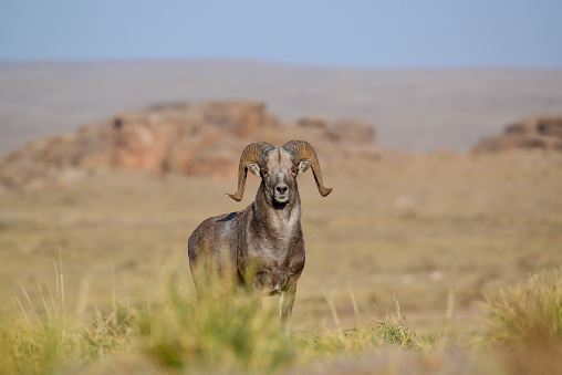 The name 'argali' is the Mongolian word for wild sheep. It is the largest species of wild sheep.