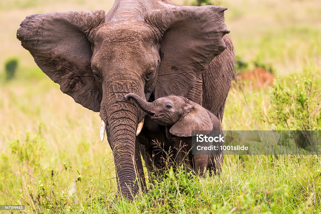 An elephant and its baby walking in long grass African Elephant and baby: Teaching in Masai Mara at Kenya.  Elephant Stock Photo