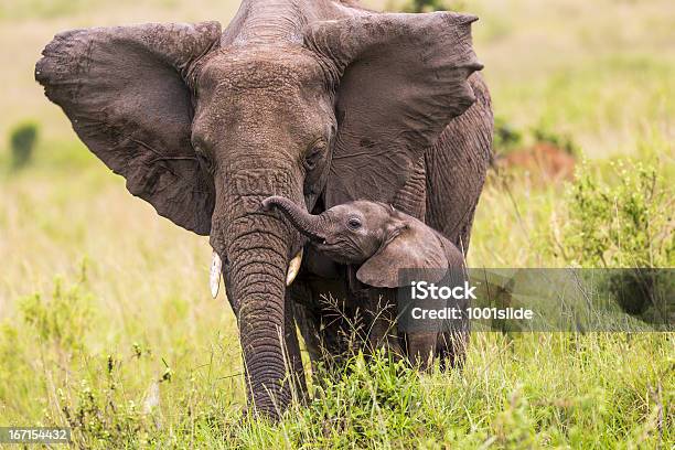 An Elephant And Its Baby Walking In Long Grass Stock Photo - Download Image Now - Elephant, Elephant Calf, Animals In The Wild