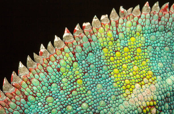 bunglon panther - pembesaran foto potret stok, foto, & gambar bebas royalti