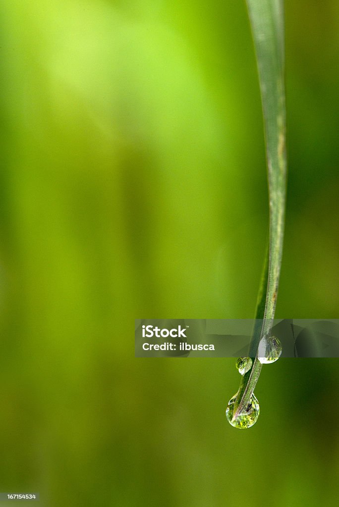 Morning dew erba verde su sfondo di natura - Foto stock royalty-free di Acqua