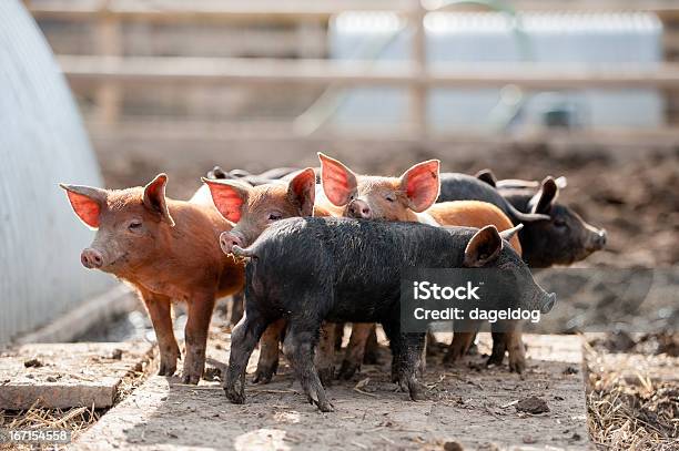 Diese Kleinen Schweinchen Wollte Markt Stockfoto und mehr Bilder von Schwein - Schwein, Agrarbetrieb, Ferkel