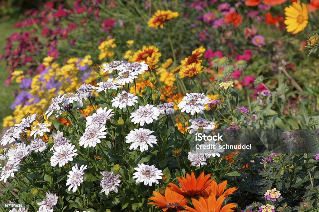 Summerflowers - Foto de stock de Osteospermum libre de derechos