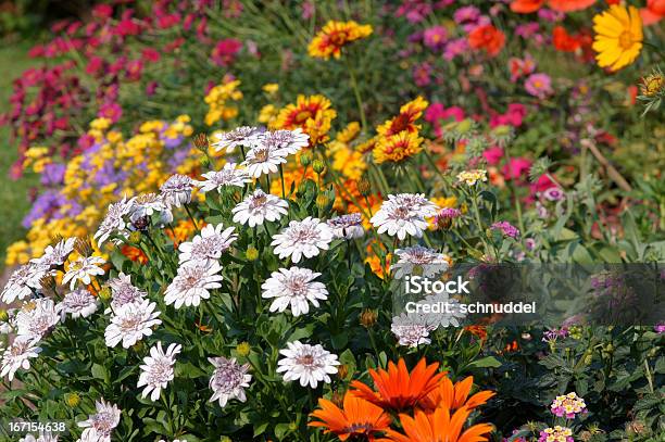Summerflowers - Fotografie stock e altre immagini di Aiuola - Aiuola, Dimorphoteca sinuata, Osteospermum