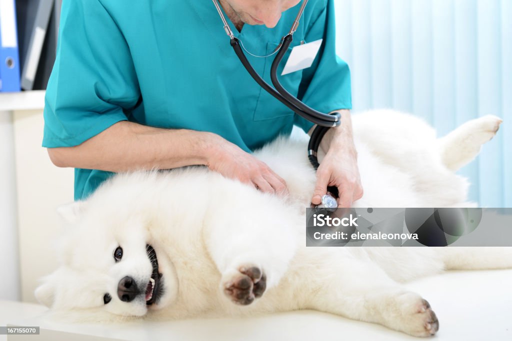 Veterinario - Foto stock royalty-free di Cane