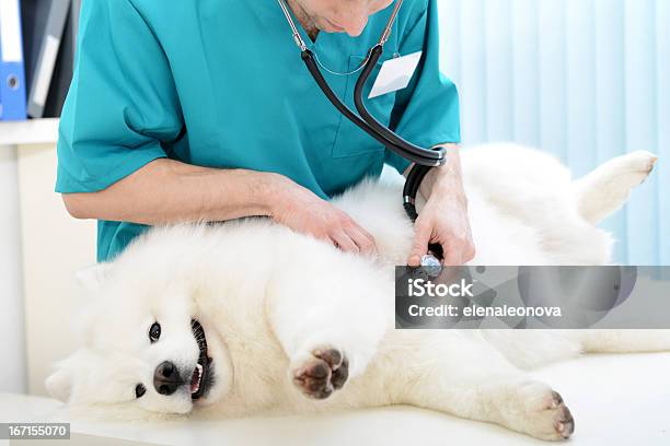 Veterinario - Fotografie stock e altre immagini di Cane - Cane, Incinta, Esaminare