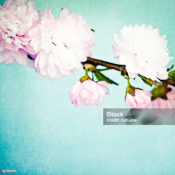 Primavera Fiore Di Ciliegio Con Spazio Copia - Fotografie stock e altre immagini di Bellezza naturale - Bellezza naturale, Bocciolo, Capolino
